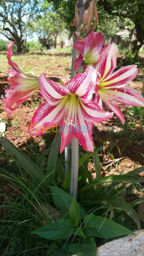 FLEUR D'AMARYLLIS 