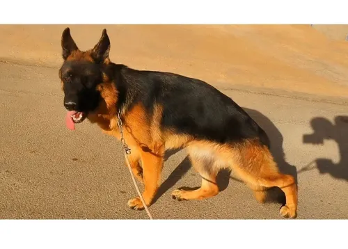 Chien