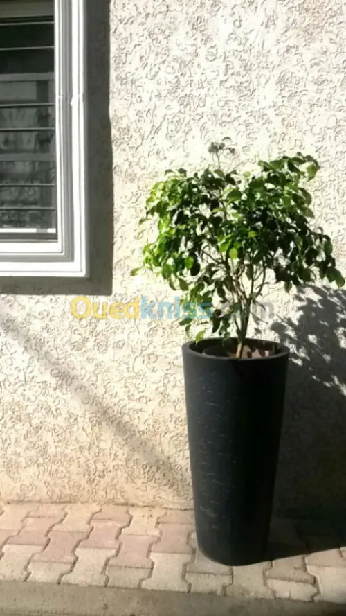 Ficus benjamina 