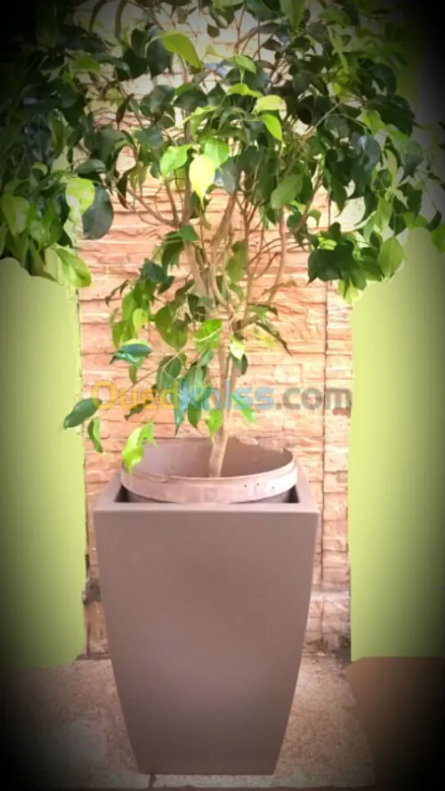 Ficus benjamina 