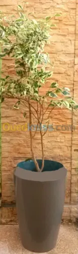 Ficus benjamina 