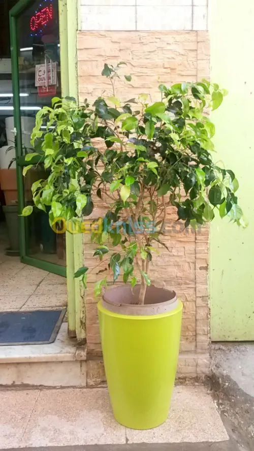 Ficus benjamina 