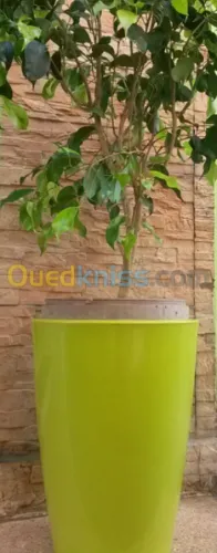 Ficus benjamina 