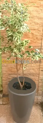 Ficus benjamina 