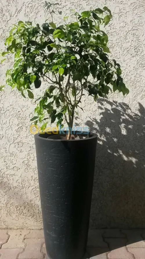 Ficus benjamina 
