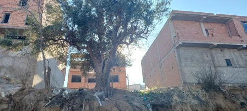 Vente Terrain Tlemcen Tlemcen
