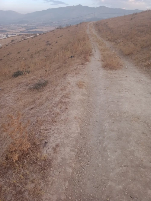 Vente Terrain Blida El affroun