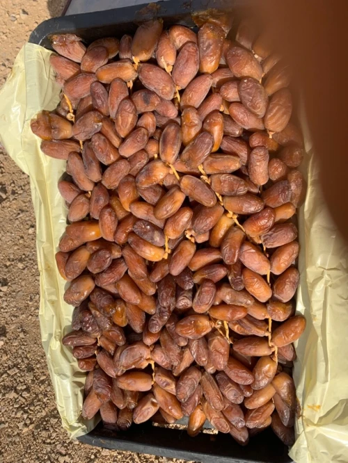 تصدير التمور الجزائرية 