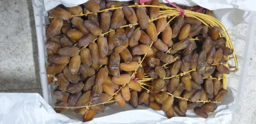 تصدير التمور الجزائرية 