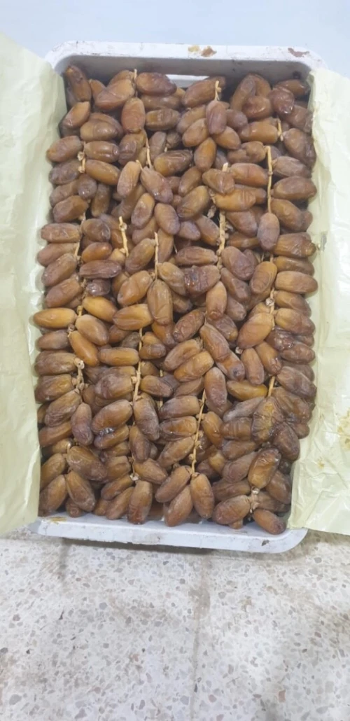 تصدير التمور الجزائرية 