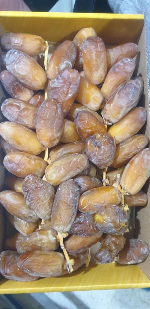 تصدير التمور الجزائرية 