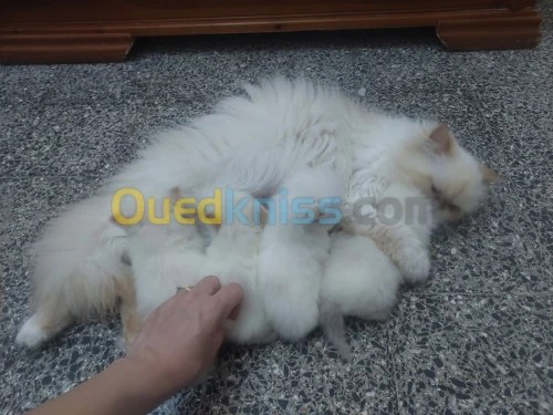 Chat persan 