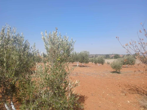 Vente Terrain Agricole Mostaganem Ain tadles