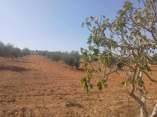 Vente Terrain Agricole Mostaganem Ain tadles