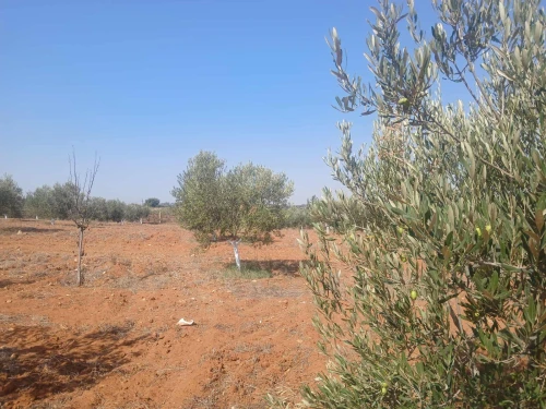 Vente Terrain Agricole Mostaganem Ain tadles