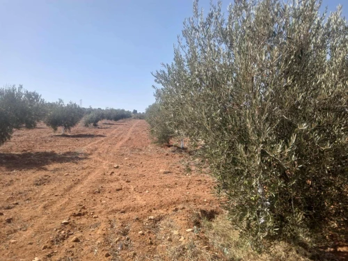 Vente Terrain Agricole Mostaganem Ain tadles