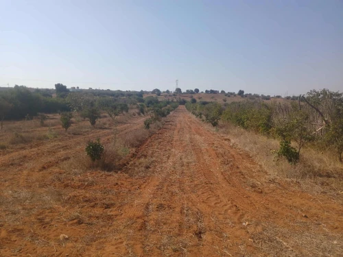 Vente Terrain Agricole Mostaganem Ain tadles