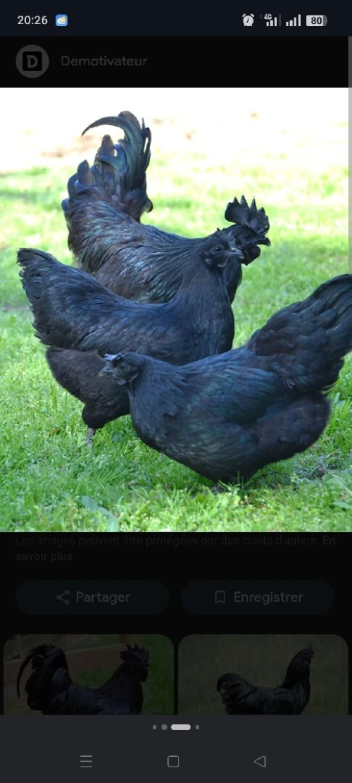 Poulets Gothiques (Ayam Cemani)