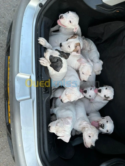 Chiots dog argentin 