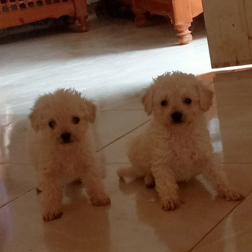 Caniche bichon 