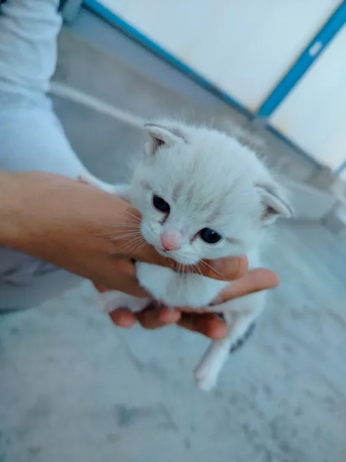 Chat Scottish fold Silver