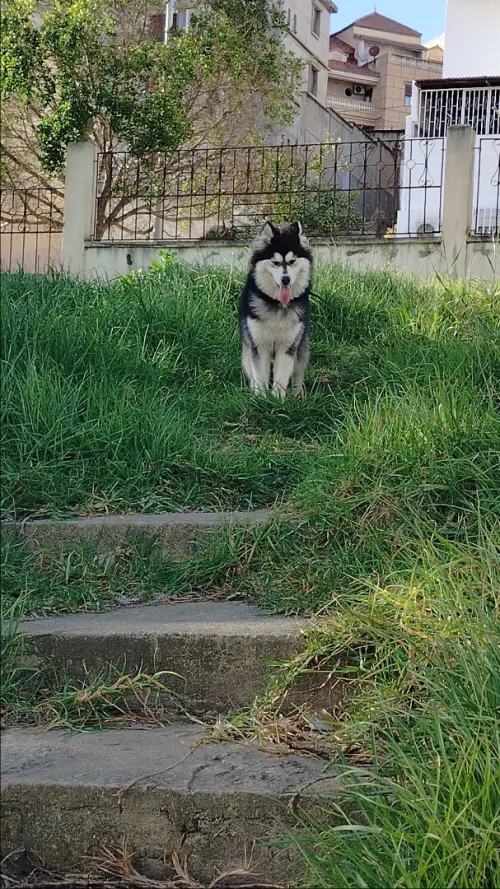 Husky sibérien 