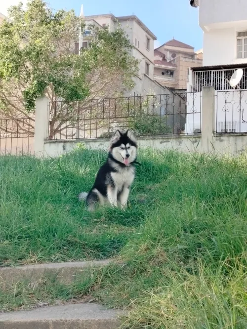 Husky sibérien 