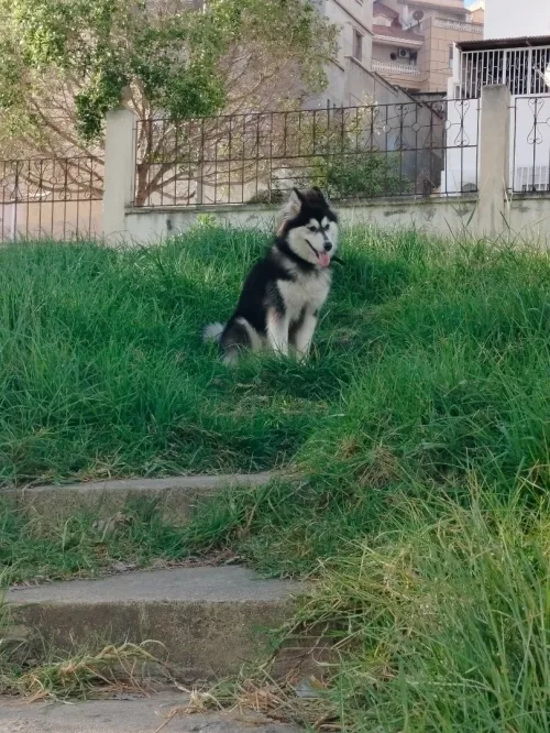 Husky sibérien 