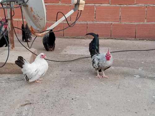 poule nain nagasaki 