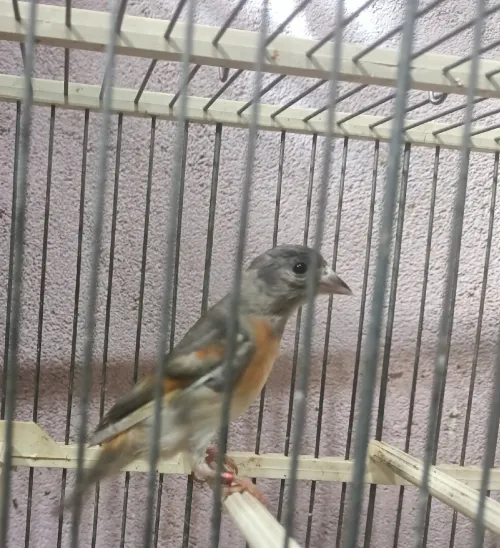 Femelle tarin mutation SD