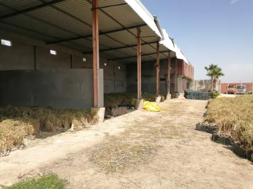 Location Terrain Mila Telerghma