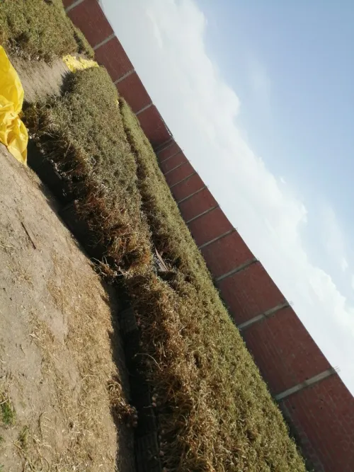 Location Terrain Mila Telerghma