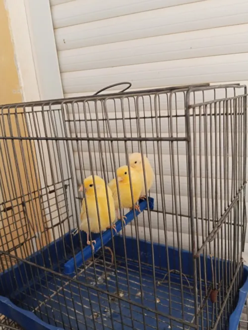 Canaris