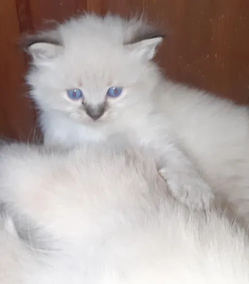 Sibérien chatons