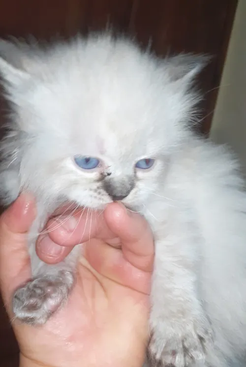 Sibérien chatons
