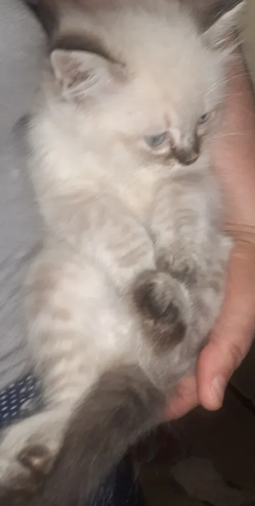 chatons persan
