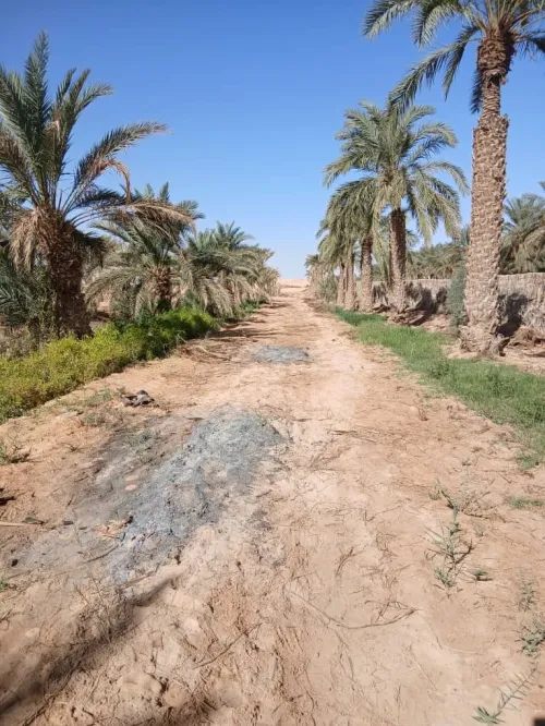 Vente Terrain Agricole Touggourt Blidet Amor