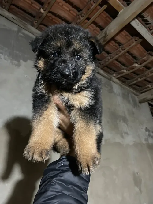 Les chiots berger allemand incliné