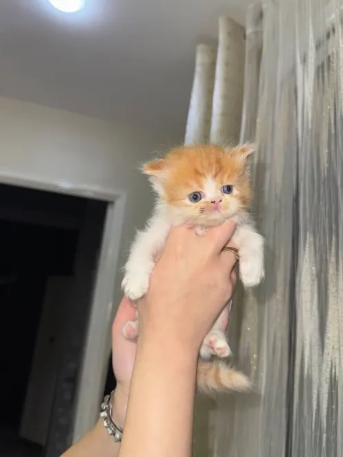 Chat persan