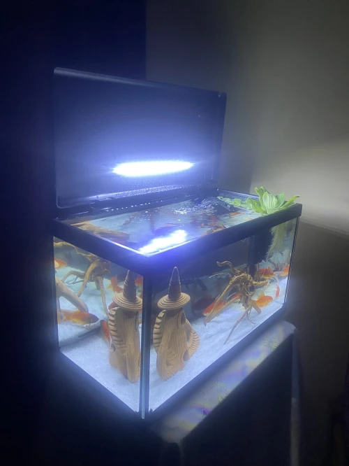 Aquarium complete avec poisson