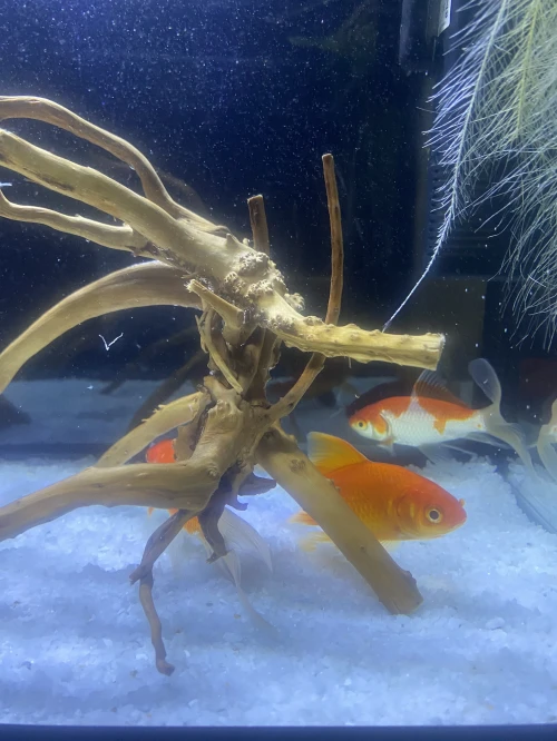 Aquarium complete avec poisson