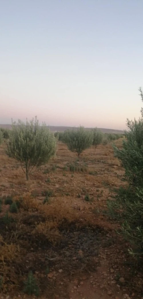 Vente Terrain Agricole Tiaret Rechaiga sebaine