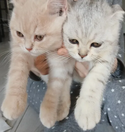 Magnifique Scottish Fold Silver aux tons chauds