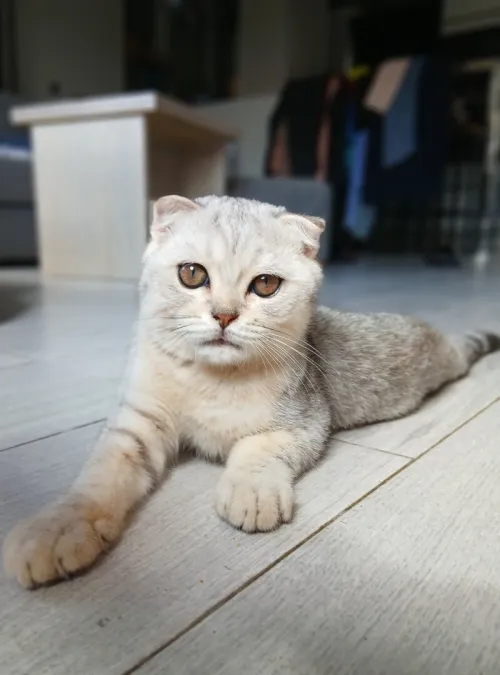 Scottish Fold Silver aux tons chauds, exceptionnel!