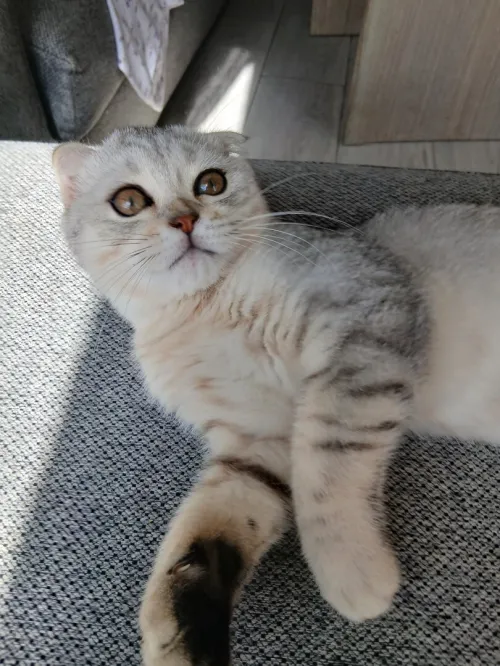 Scottish Fold Silver aux tons chauds, exceptionnel!