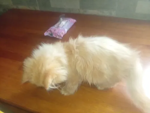 Chat