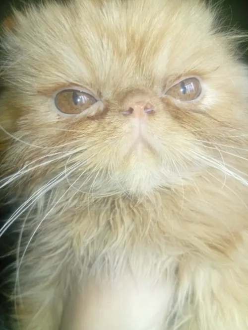 Chat