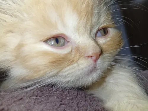 Chat persan