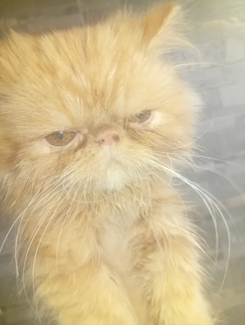 Chat