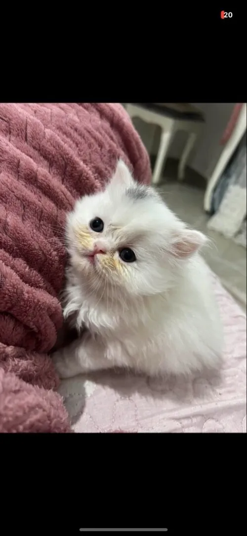 Baraki